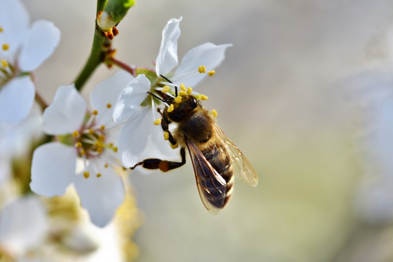 jardinerie-LE CANNET-min_bee-4092986